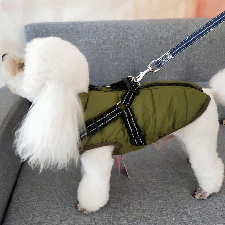 Hund i vadderat hundtäcke med sele