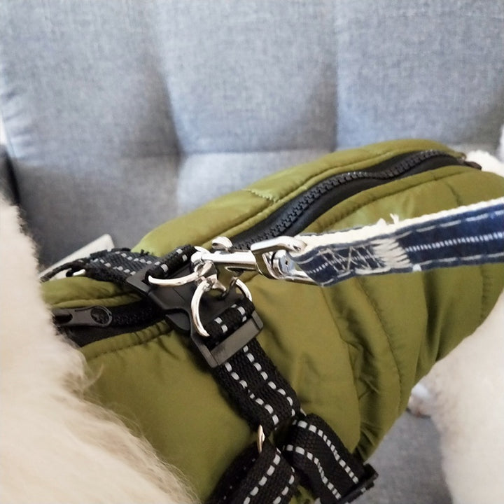 Hund i vadderat hundtäcke med sele